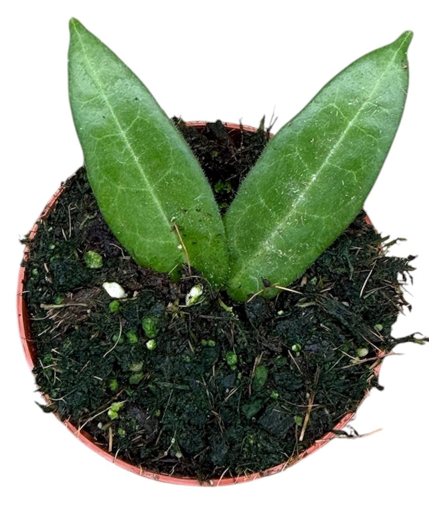Hoya australis 10cm 8cm Pot