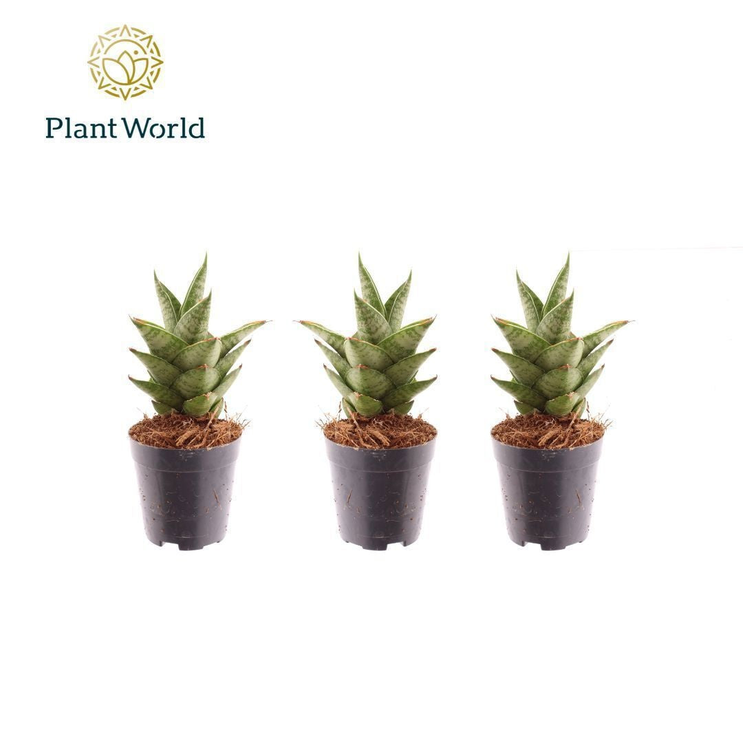Sansevieria trifasciata 10cm 505cm Pot