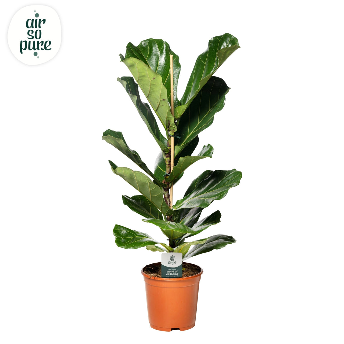 Ficus lyrata 90cm 21cm Pot