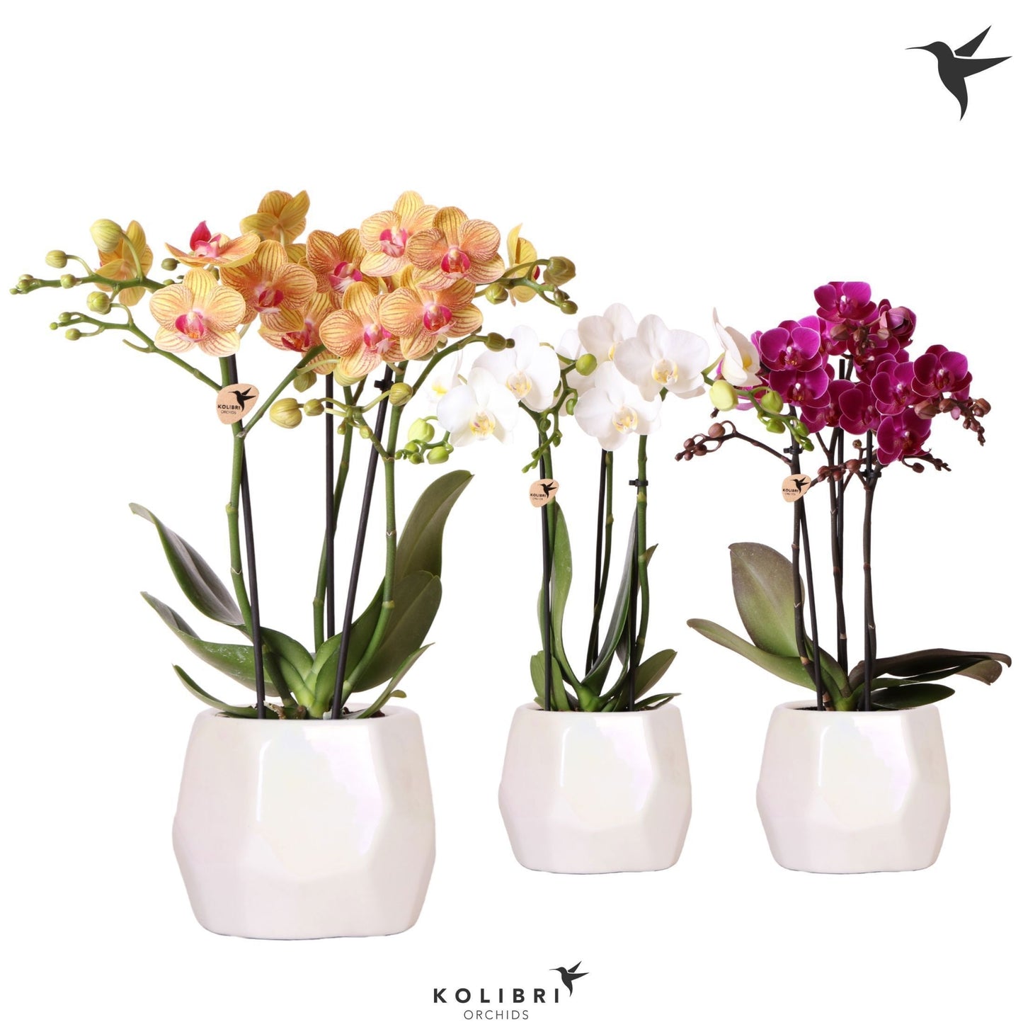 OK Plant Kolibri Orchids Phalaenopsis mix 3 spike mix in Pearl travertin Pack of 5