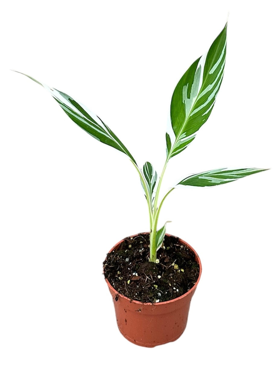 Musa basjoo (Banana) 35cm 510cm Pot