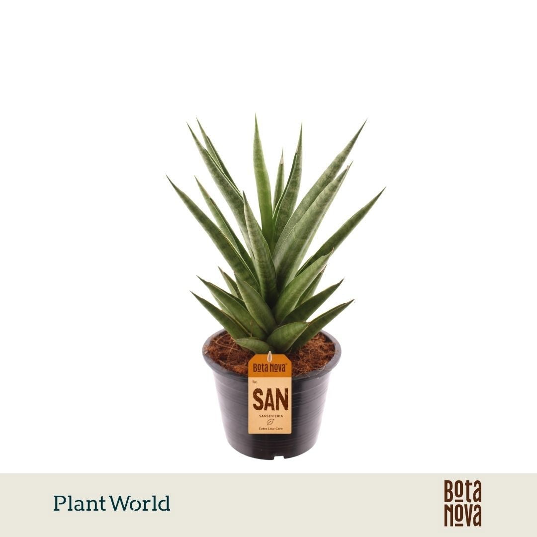 Sansevieria cylindrica 40cm 14cm Pot