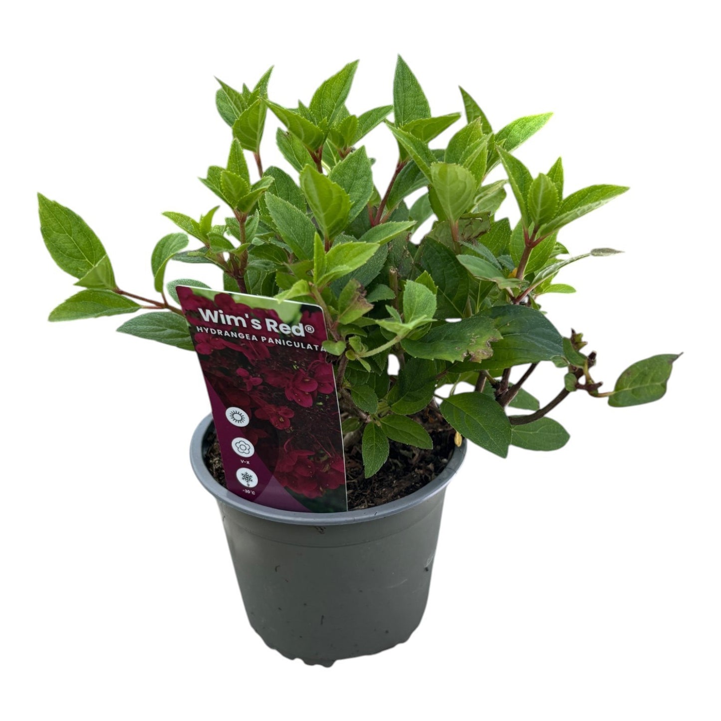 Hydrangea paniculata 20cm 13cm Pot