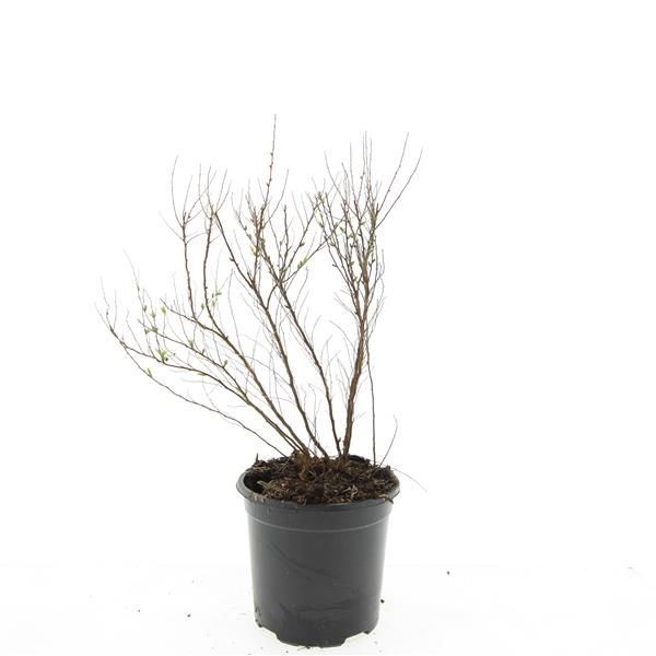 Spiraea thunbergii 10cm 14cm Pot