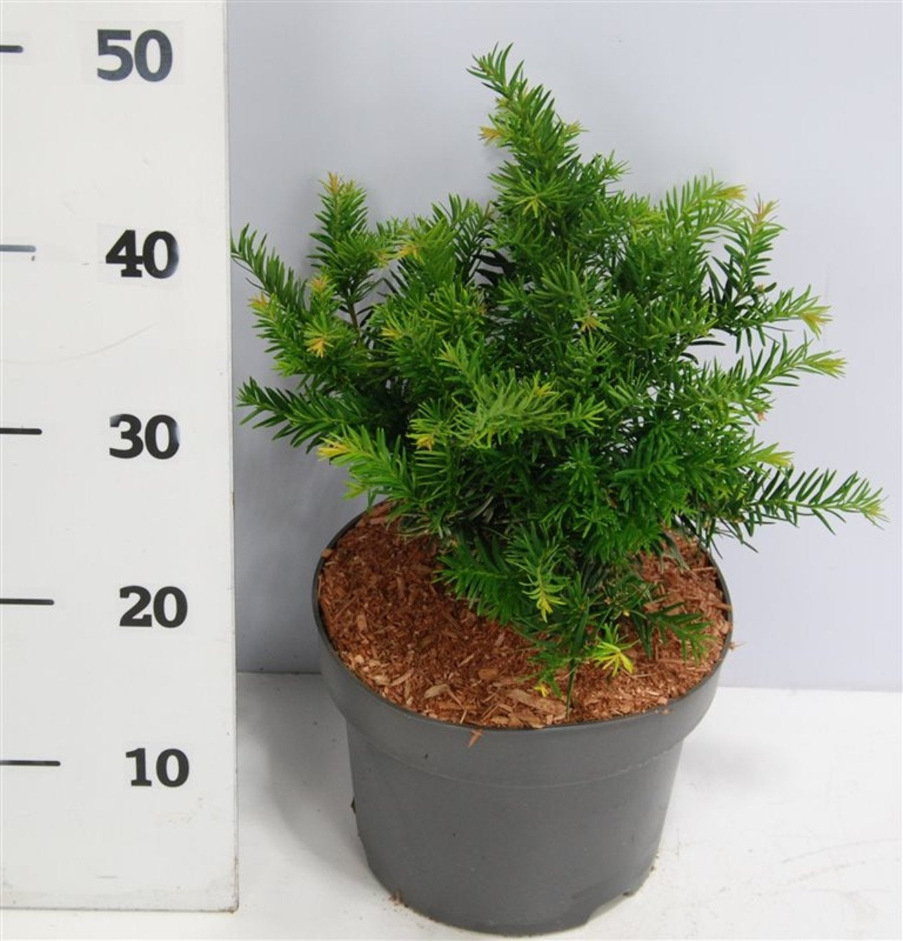 Taxus Repandens 50cm 23cm Pot