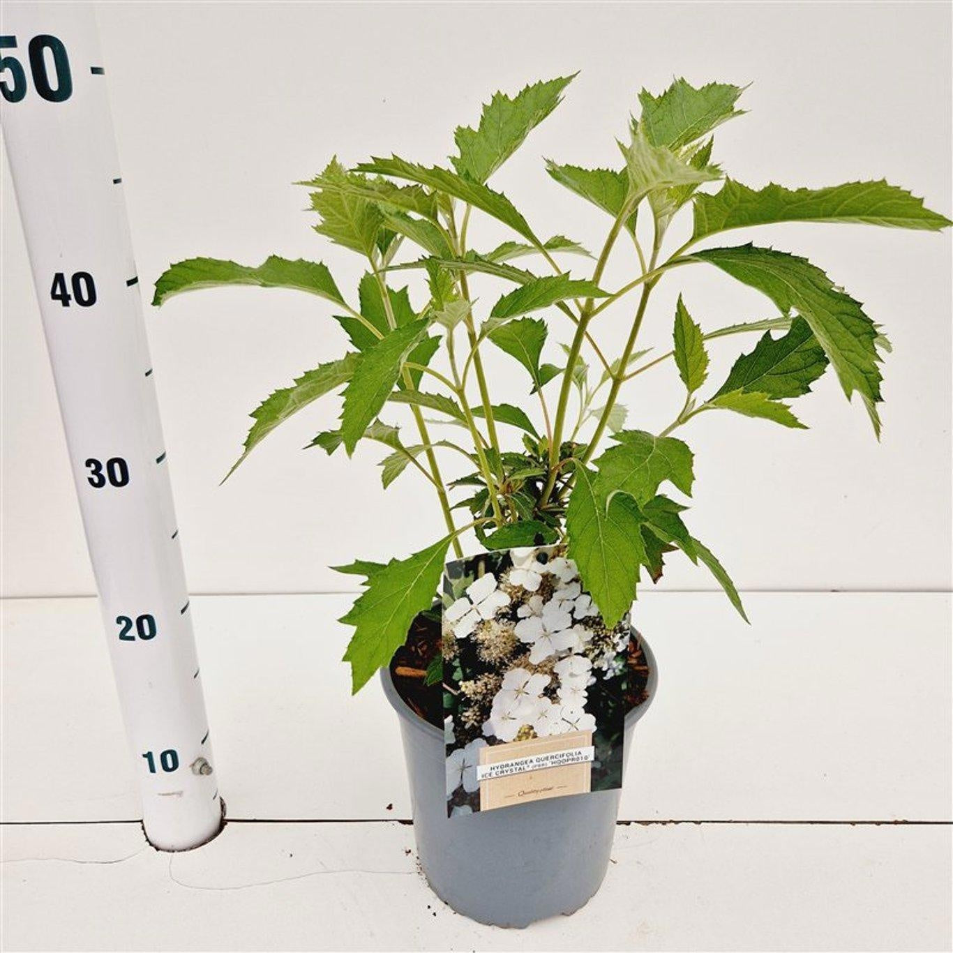 Hydrangea quercifolia 35cm 17cm Pot