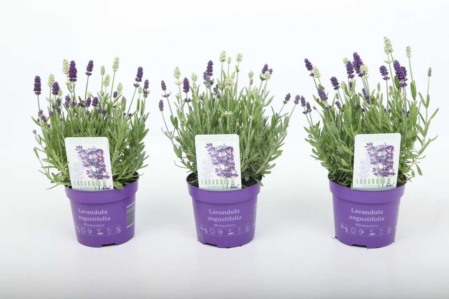 Lavandula ang. Ardeche Blue 30cm 13cm Pot