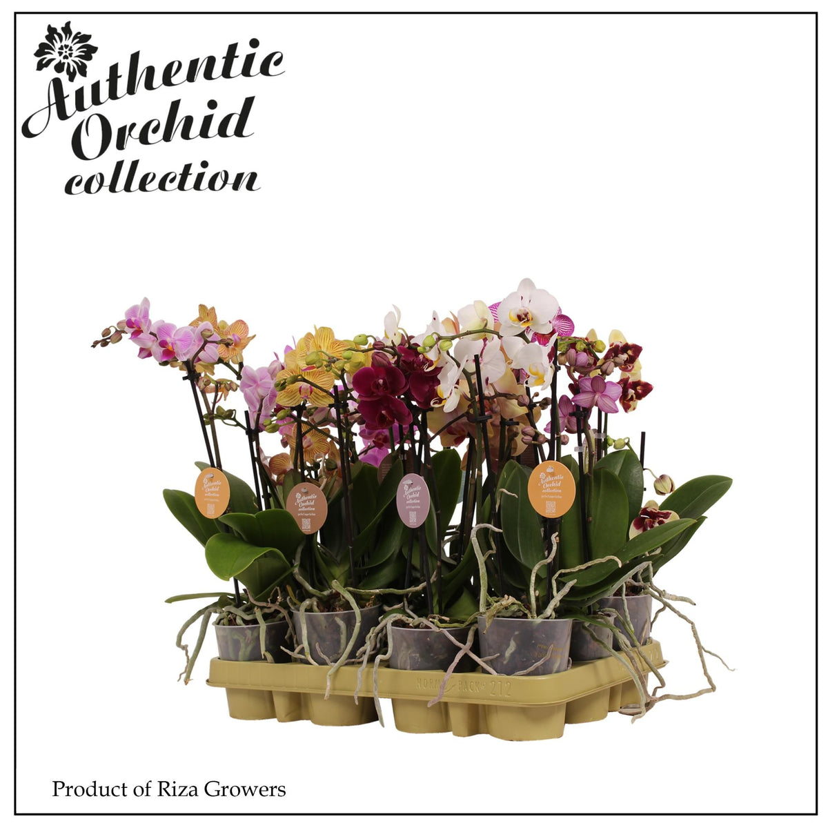 Phalaenopsis mix 40cm 9cm Pot