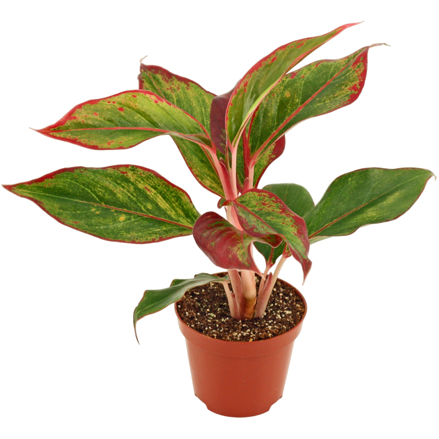 Aglaonema Crete 25cm 9cm Pot