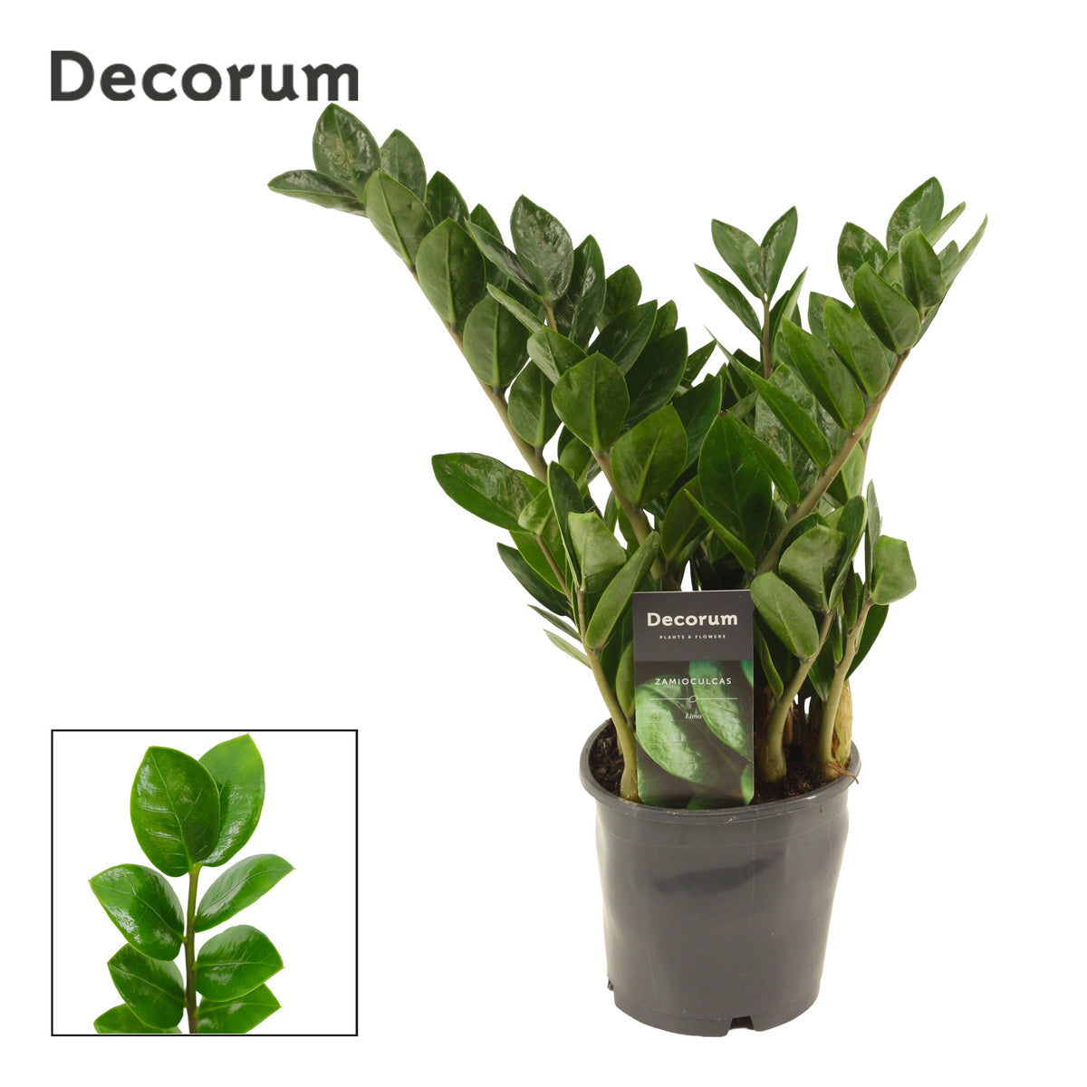 Zamioculcas Lima 35cm 12cm Pot