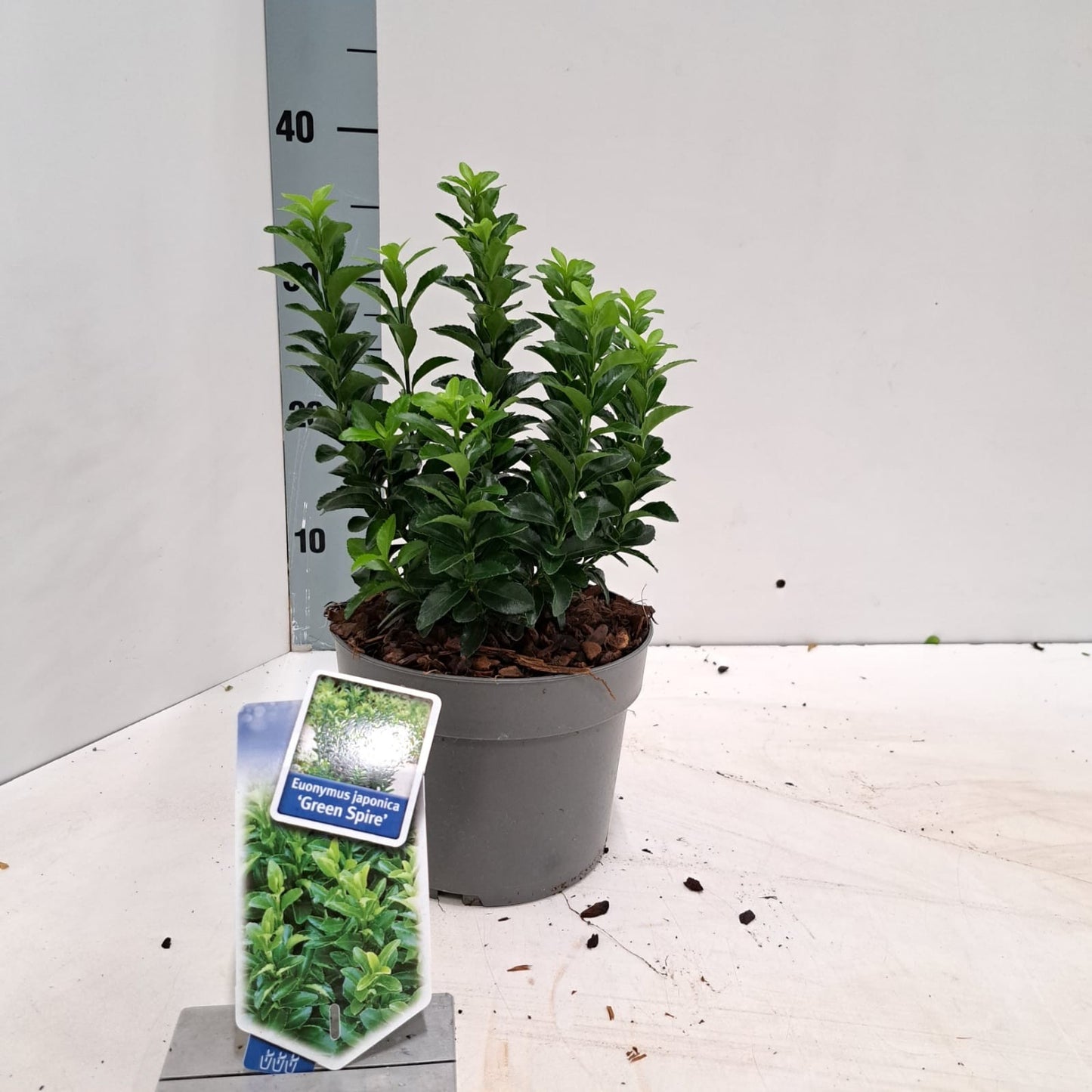 Euonymus Green Spire 30cm 17cm Pot