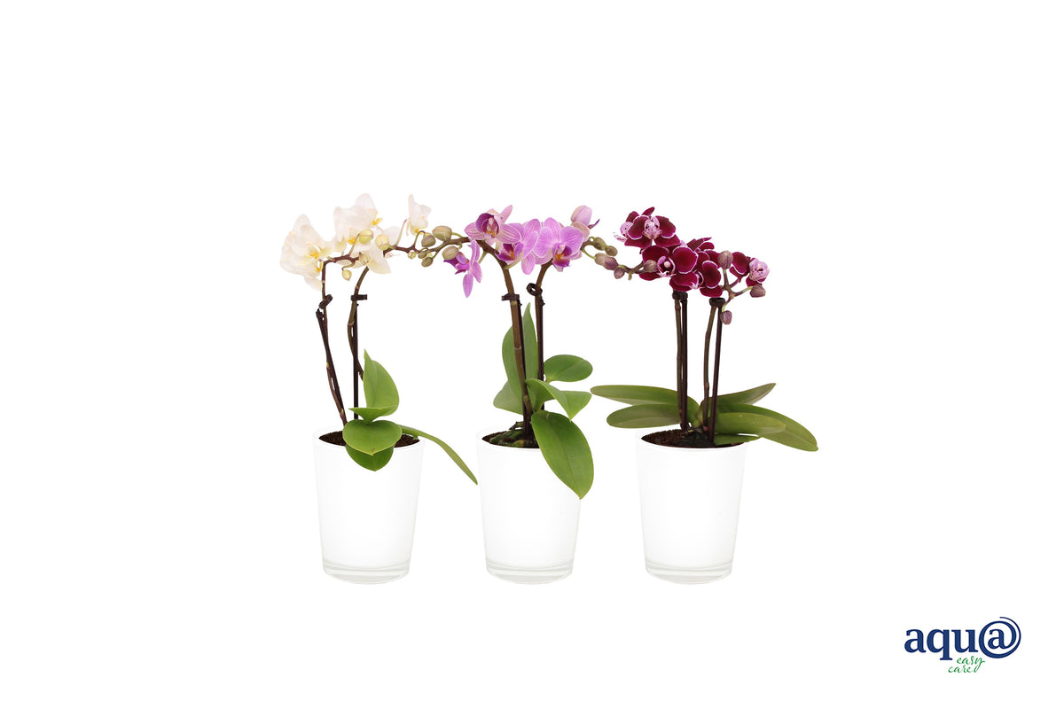Phalaenopsis hybrid 17cm 6cm Pot