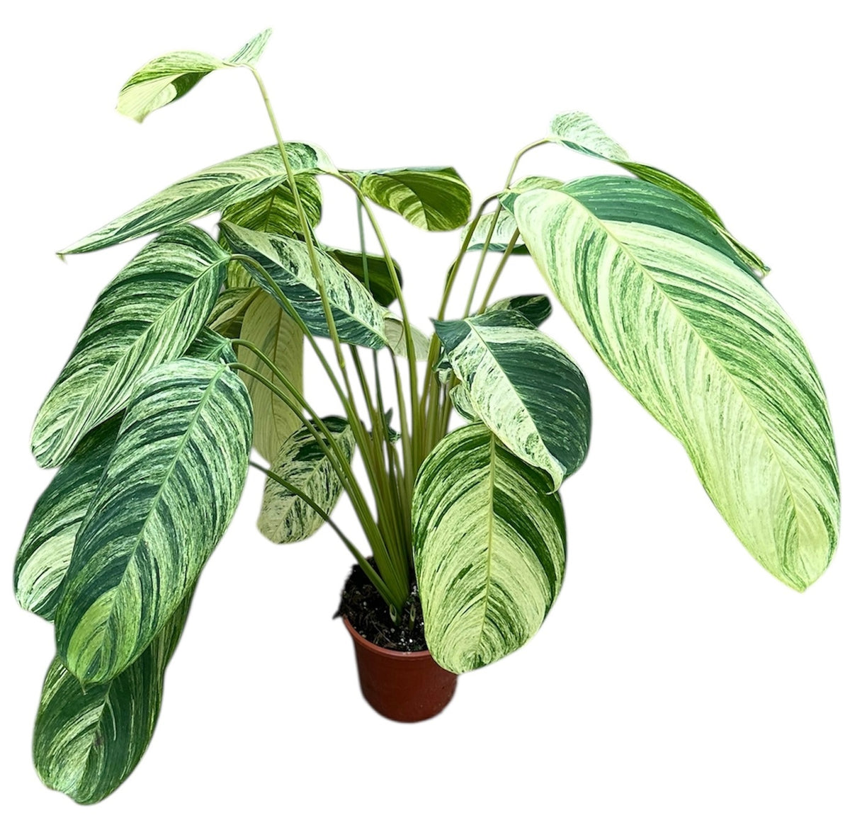 Stromanthe Rolandicus 100cm 21cm Pot