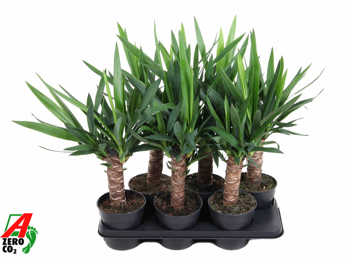 Ammerlaan Green Innovator Yucca elephantipes Pack of 6