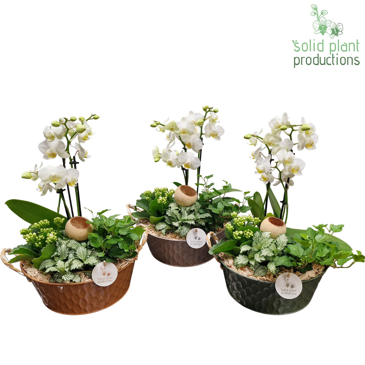 PH018 Washington 38cm 25cm Pot
