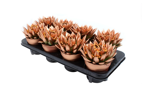 Echeveria Miranda 15cm 12cm Pot