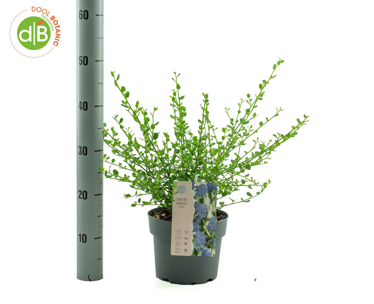 Ceanothus Victoria 30cm 19cm Pot