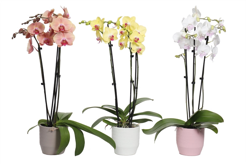 Phalaenopsis mix 55cm 12cm Pot