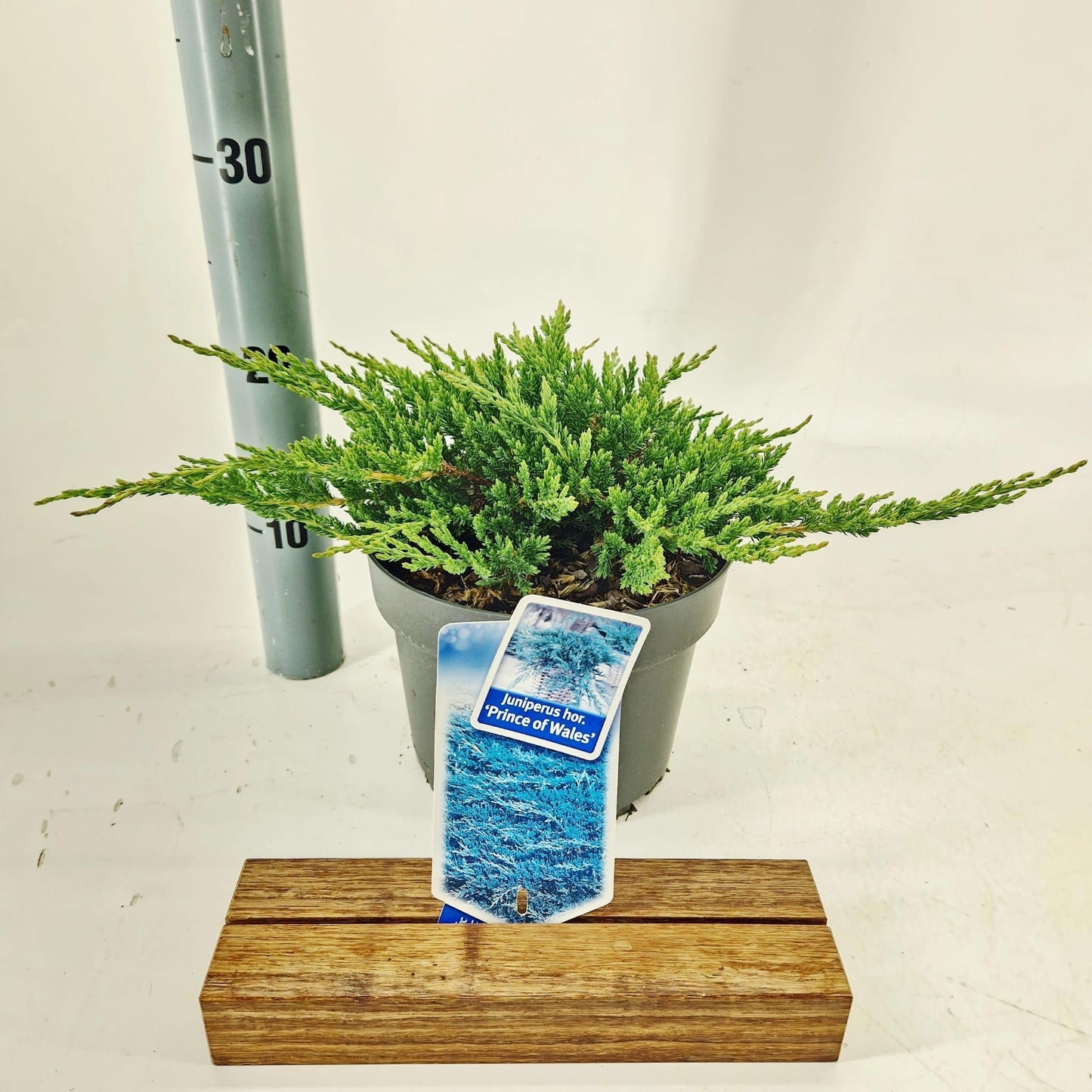 Juniperus Prince of Wales 25cm 19cm Pot