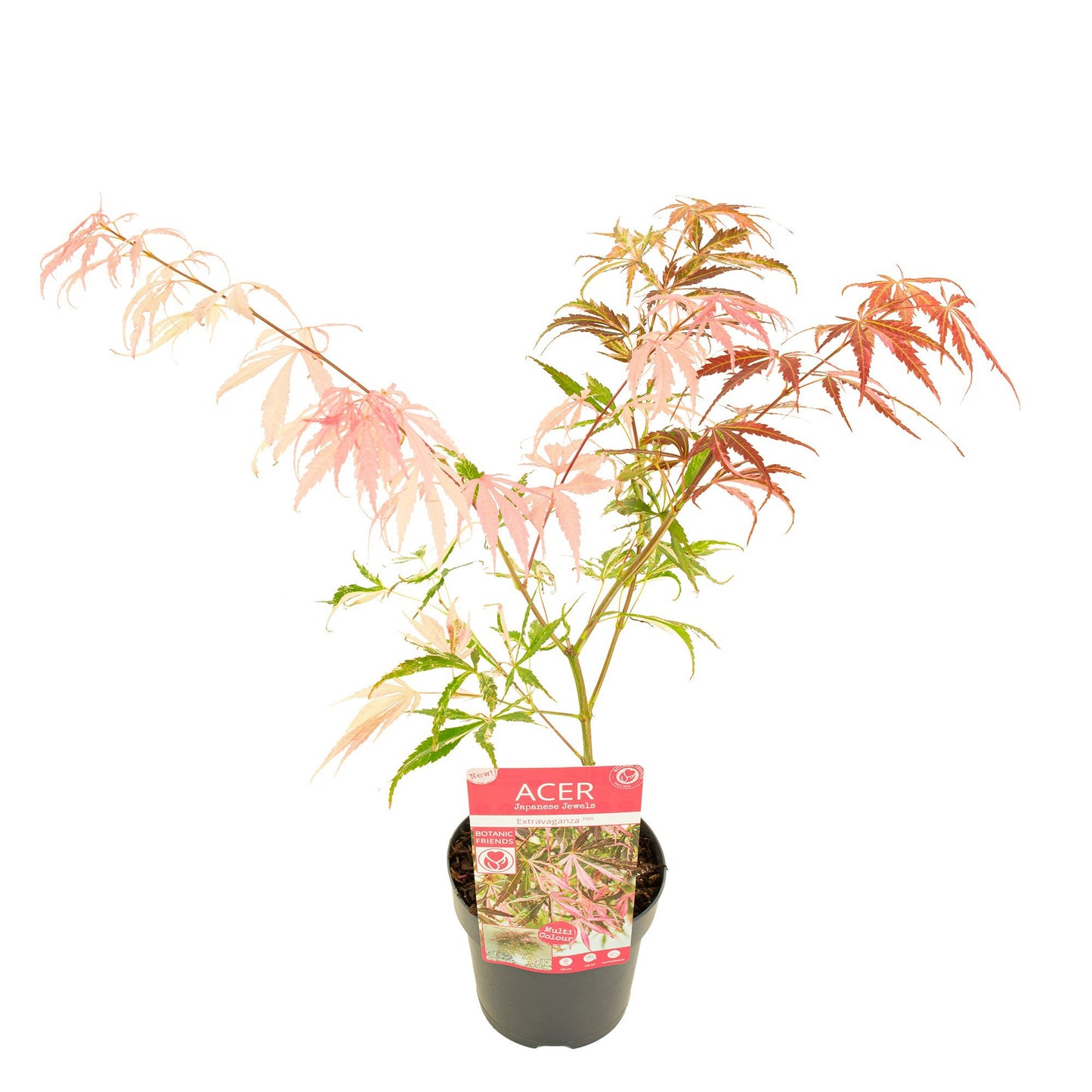 Acer palmatum 50cm 15cm Pot