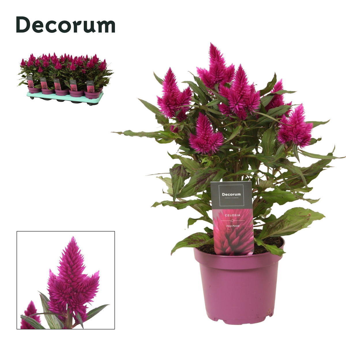 Celosia Deep Purple 32cm 12cm Pot