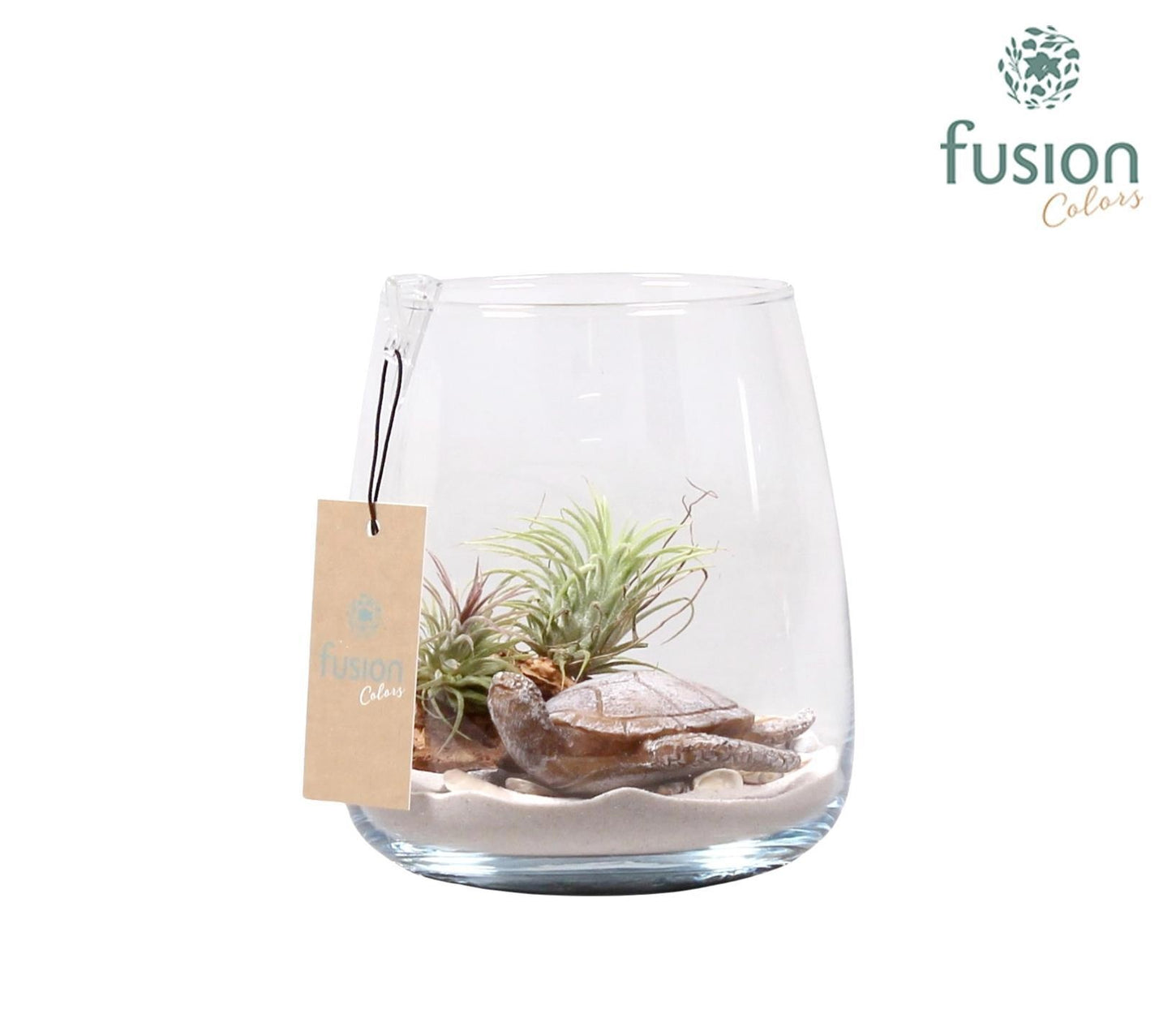 arr. Tillandsia 20cm 14cm Pot