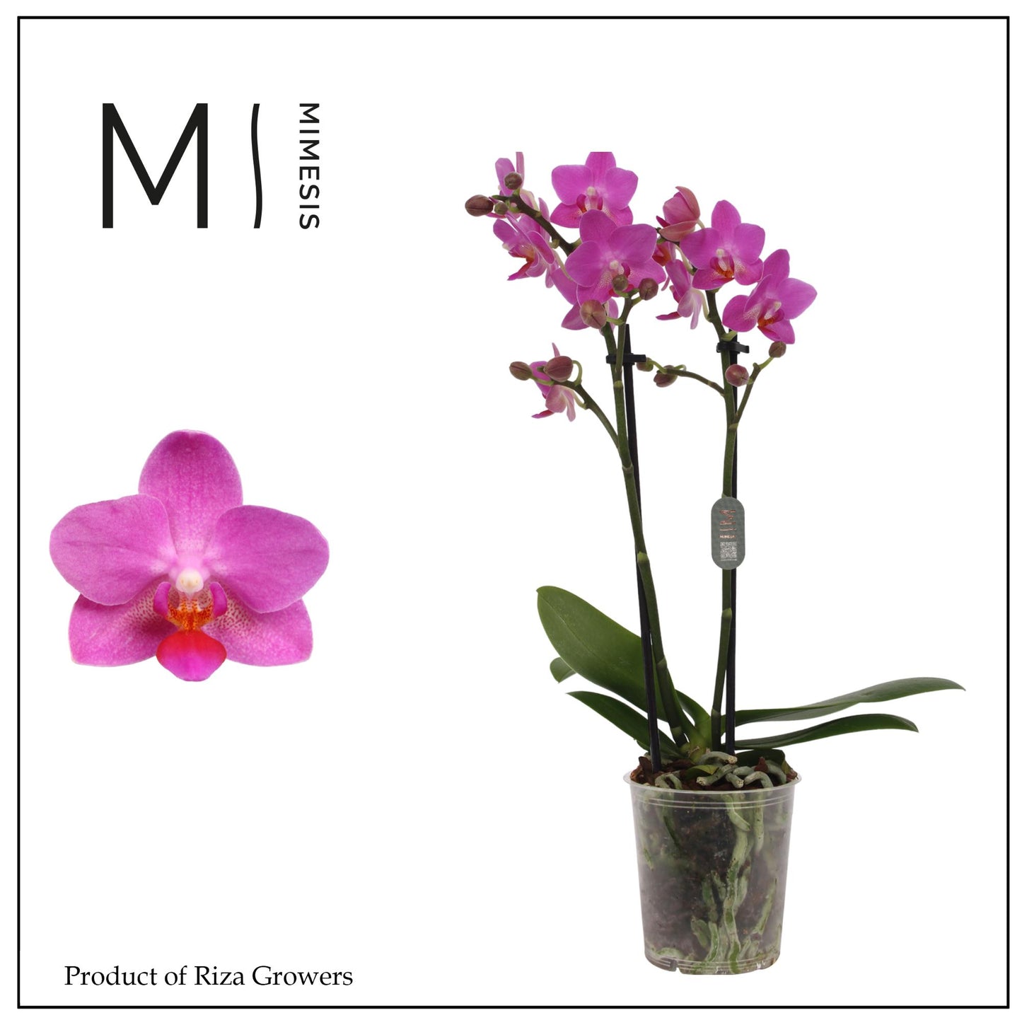 Phalaenopsis mf. Pink Flamingo 35cm 9cm Pot