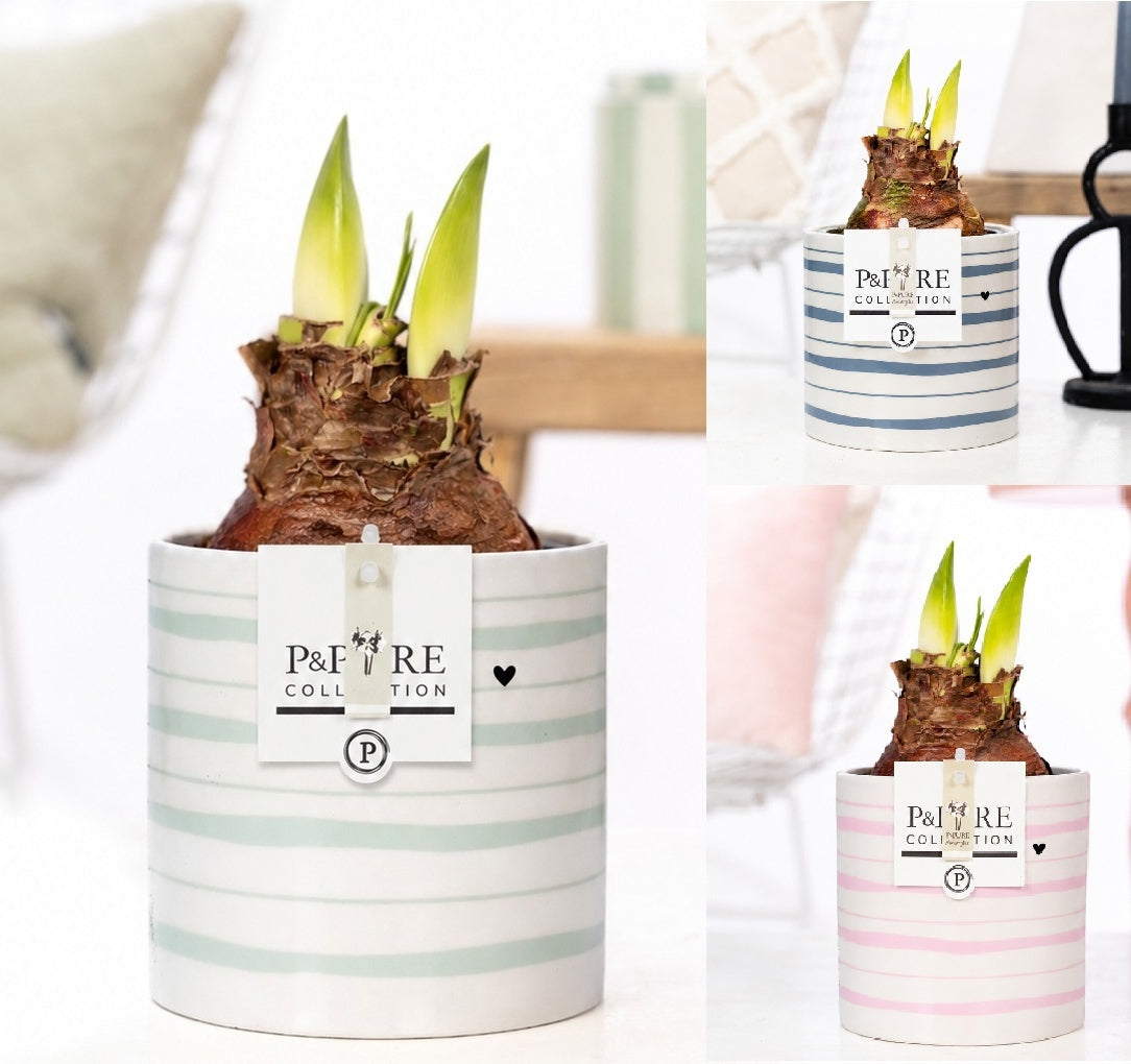 Hippeastrum Hybrid 22cm 12cm Pot