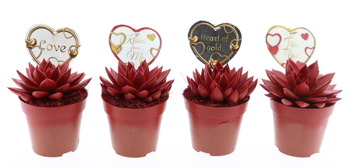 Miranda rood + love etiket 15cm 12cm Pot