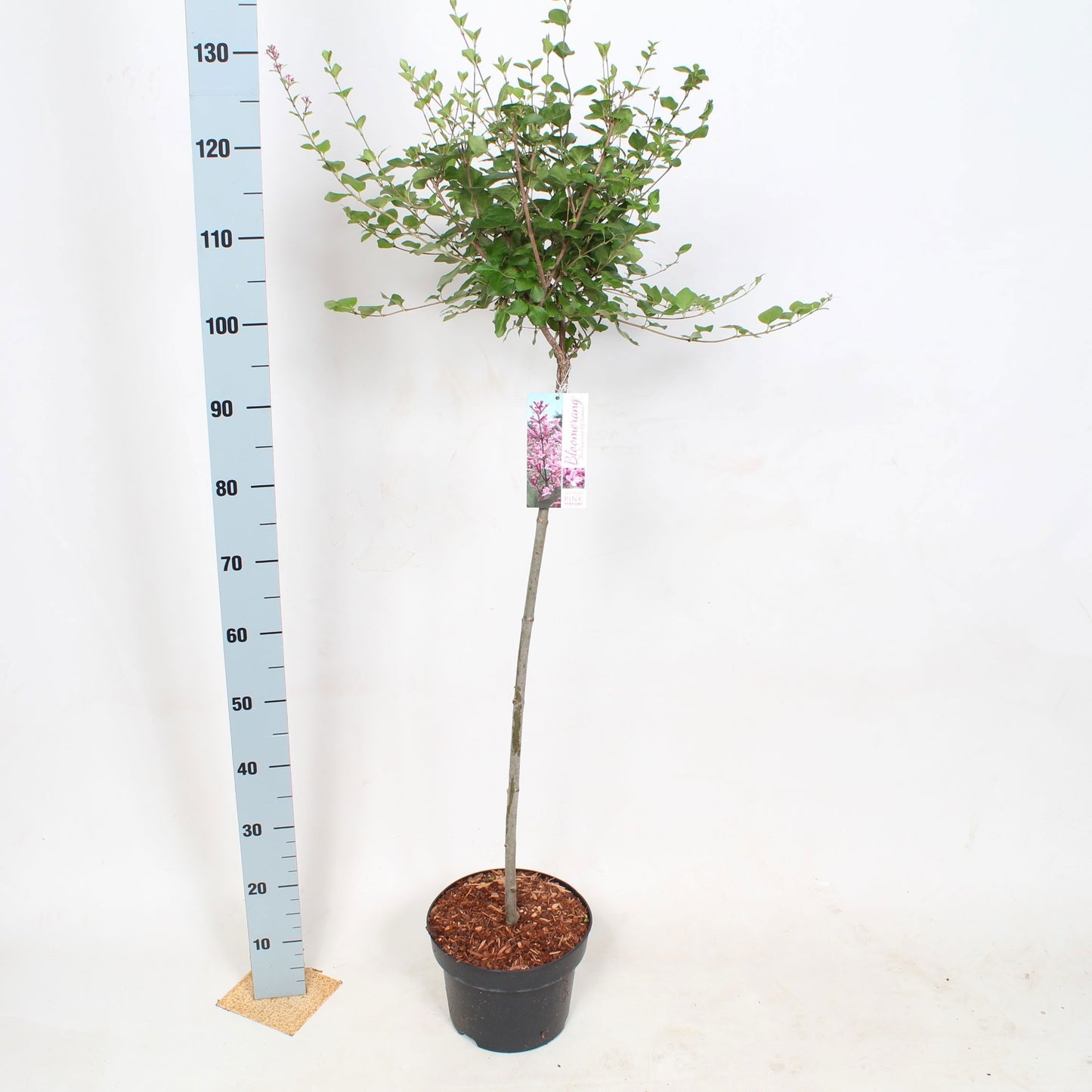 Syringa Hybrid 90cm 19cm Pot
