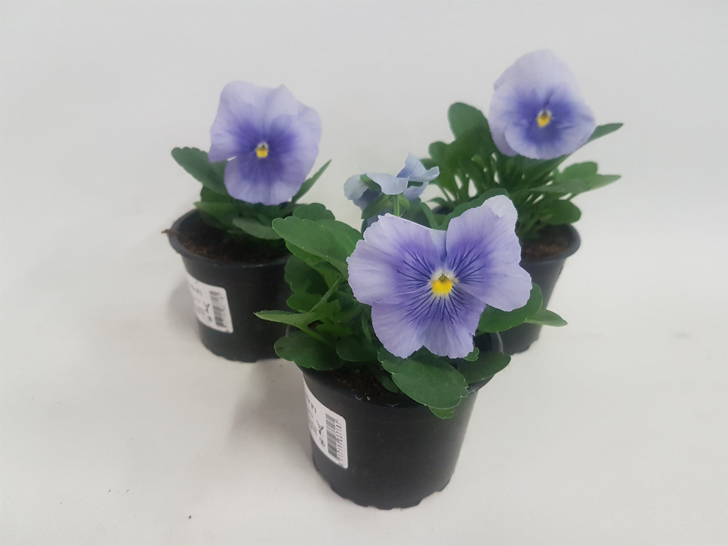 Viola Delta Pure Light Blue 15cm 9cm Pot