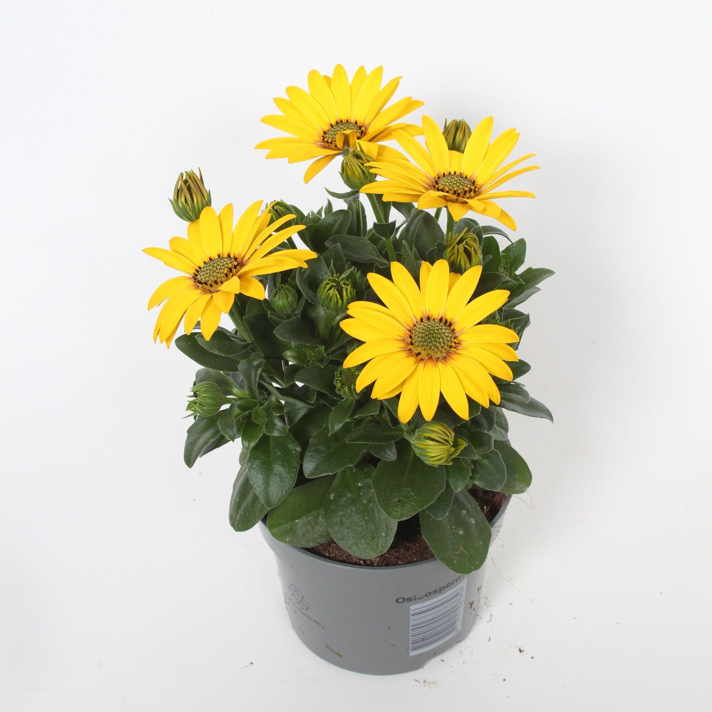 Osteospermum Senorita Solana 25cm 510cm Pot