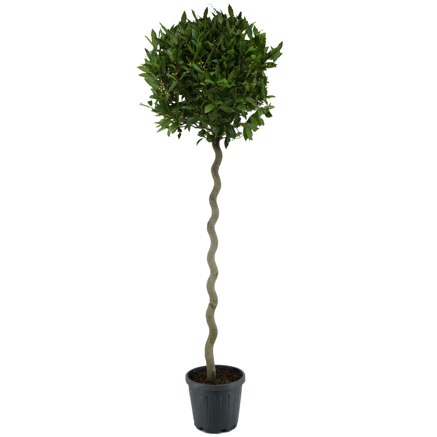 Laurus nobilis 210cm 30cm Pot