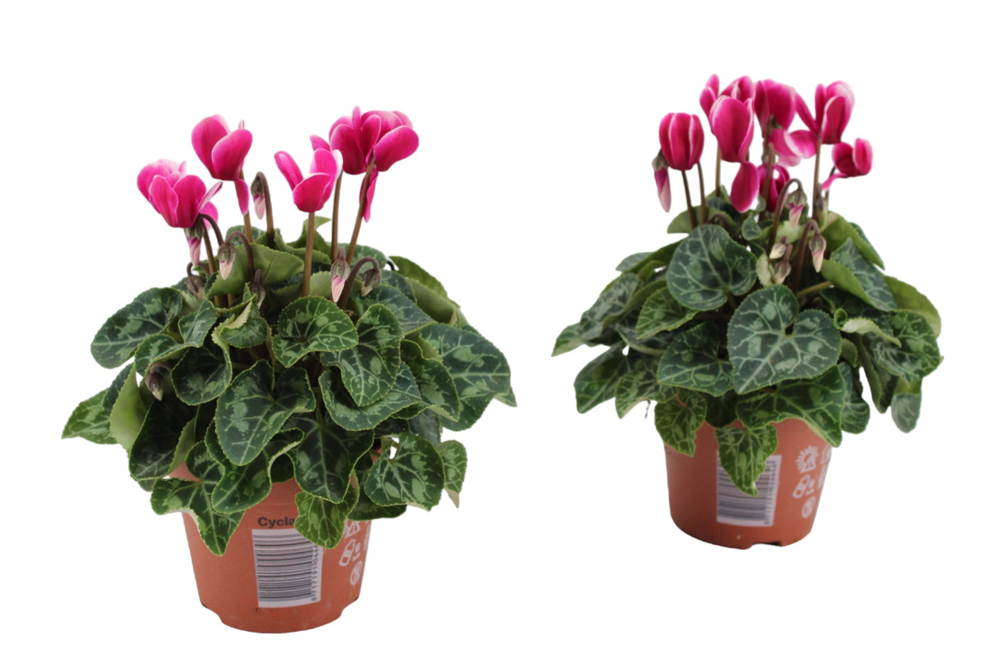 Mostert, Pl.Kw. P. Cyclamen Compact Fuji mix Pack of 10