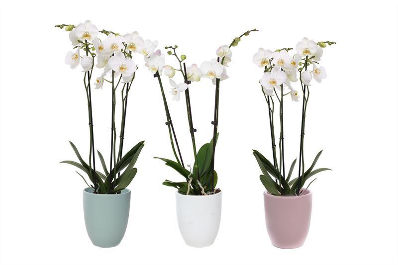 Phalaenopsis white 55cm 12cm Pot
