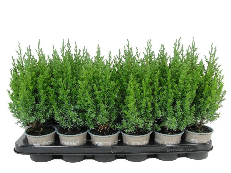 Juniperus Stricta 25cm 9cm Pot