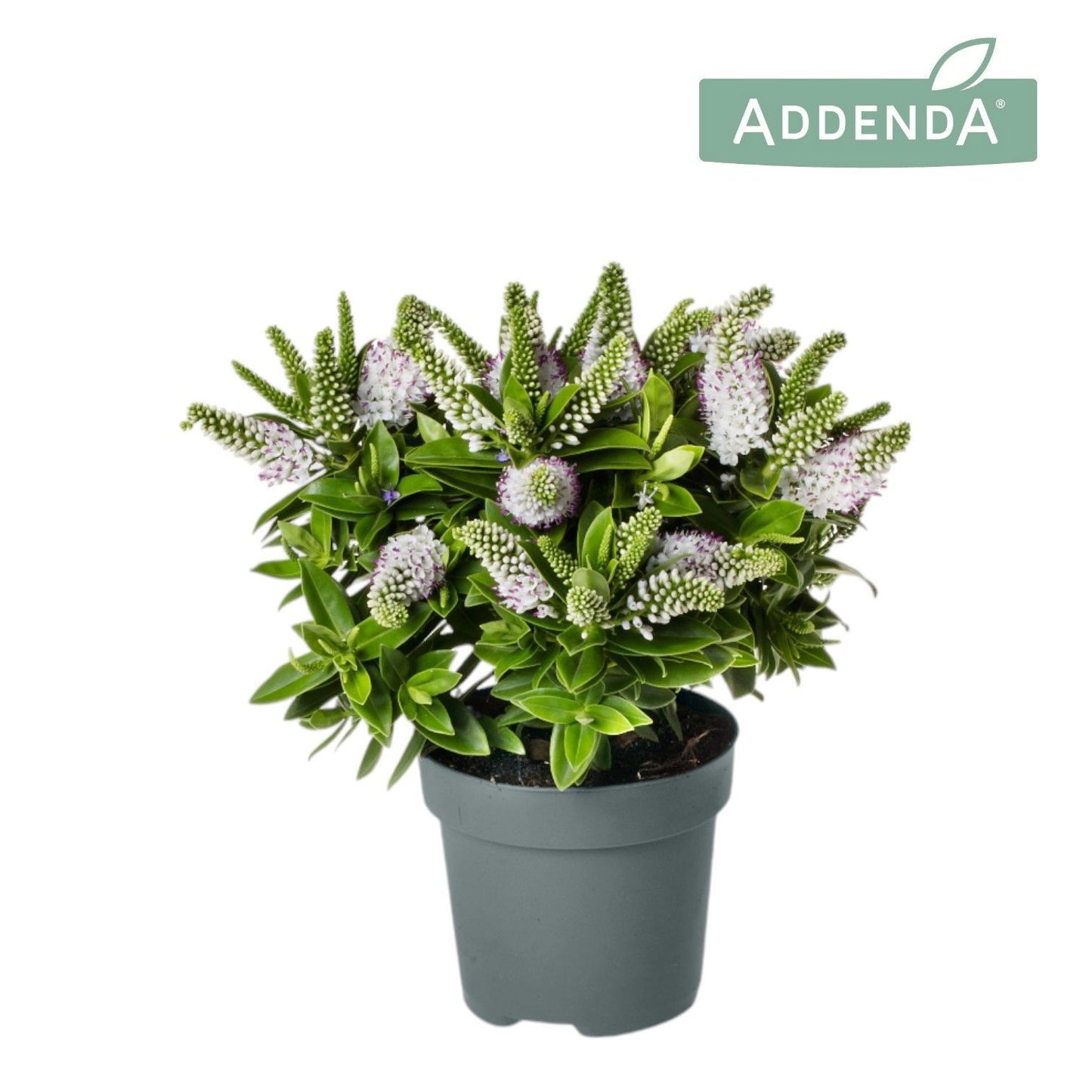 Hebe Hebedonna Jenna 40cm 12cm Pot