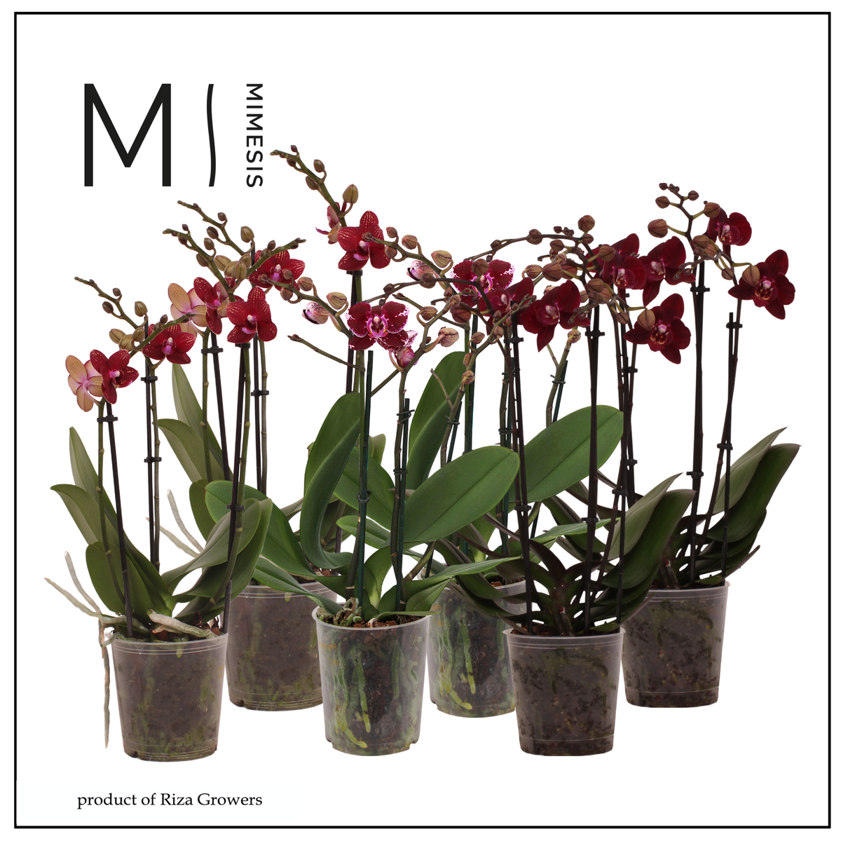 Phalaenopsis red 50cm 12cm Pot