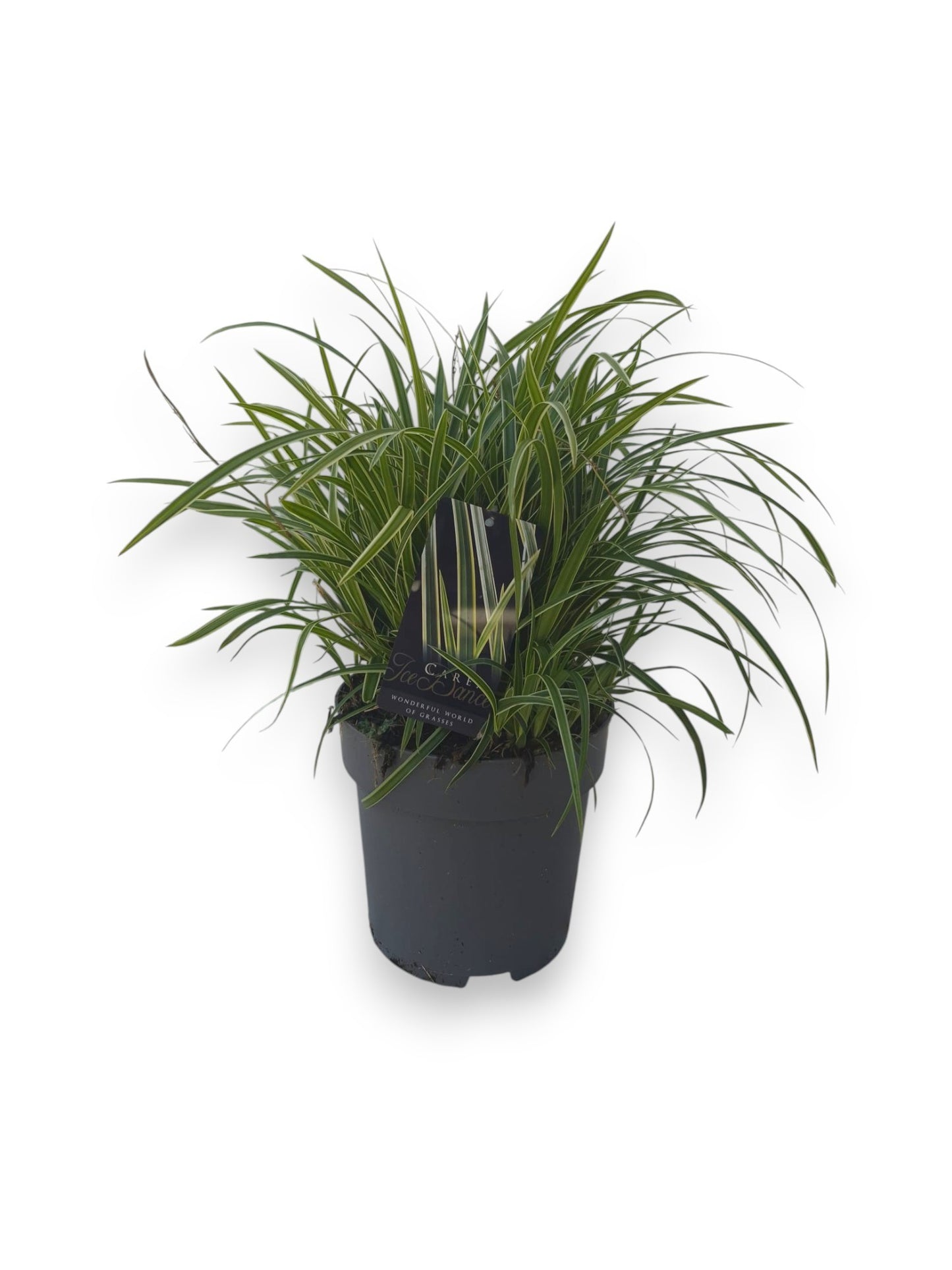 Carex morrowii Ice Dance 45cm 22cm Pot