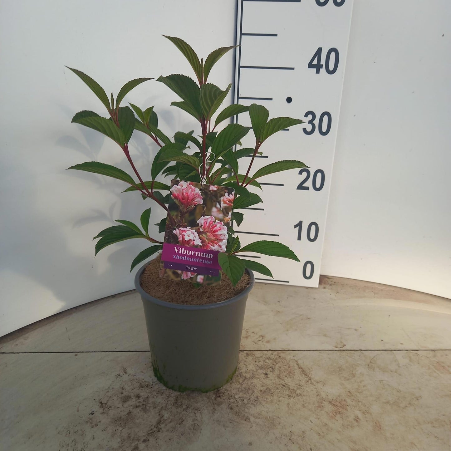 Viburnum Dawn 35cm 17cm Pot
