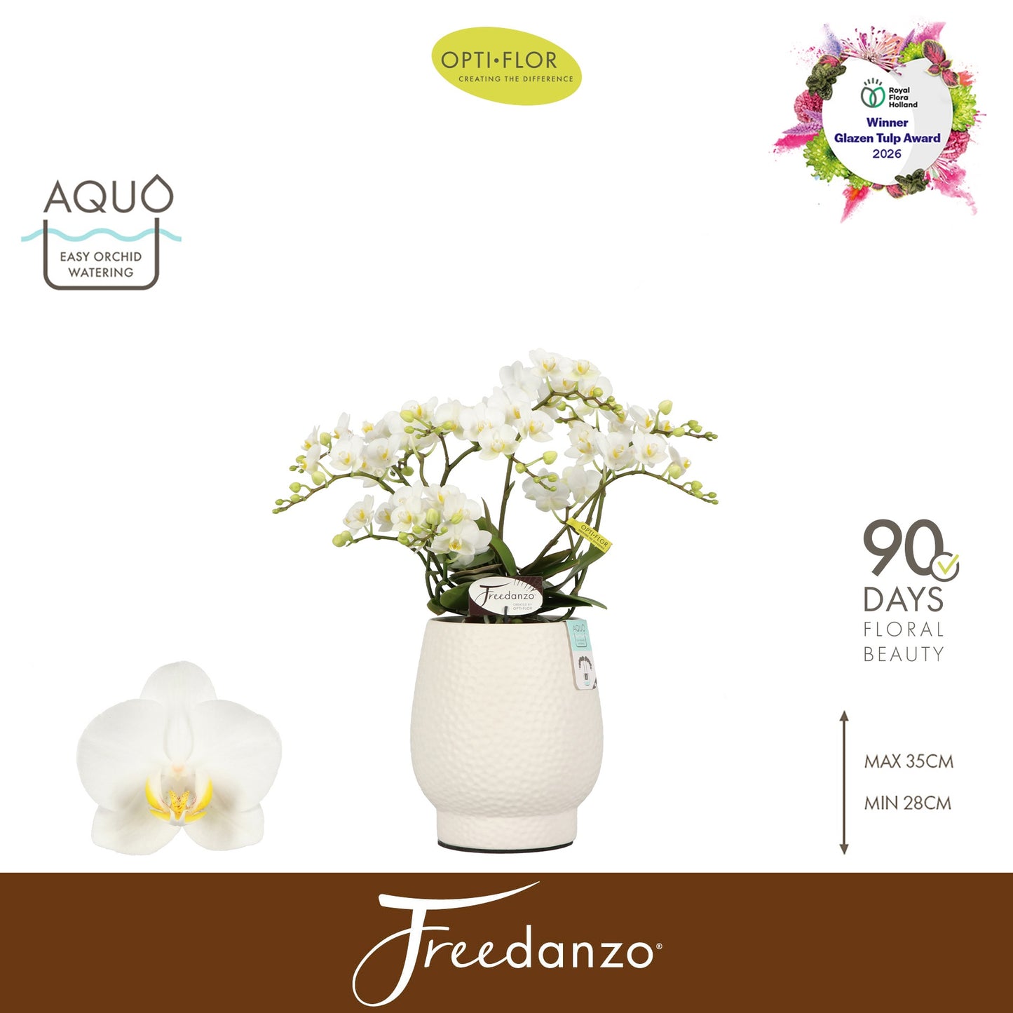 Phalaenopsis multiflora white 40cm 12cm Pot
