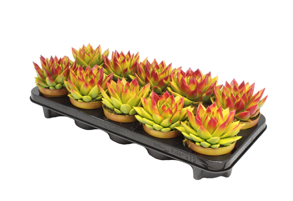 Echeveria colored yellow 13cm 10.5cm Pot