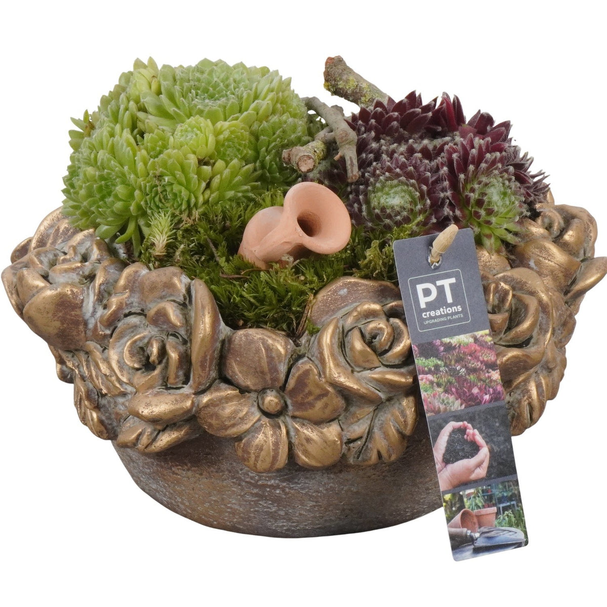 arr. Sempervivum 17cm 22cm Pot