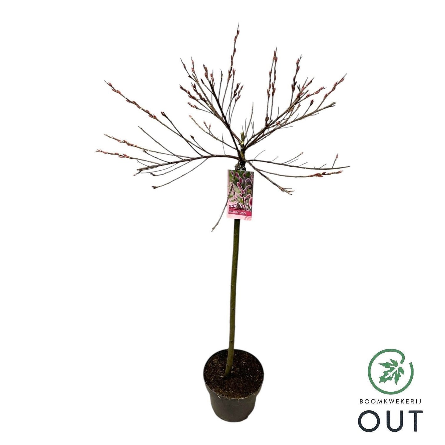 Salix gracilistyla Mount Aso 130cm 23cm Pot