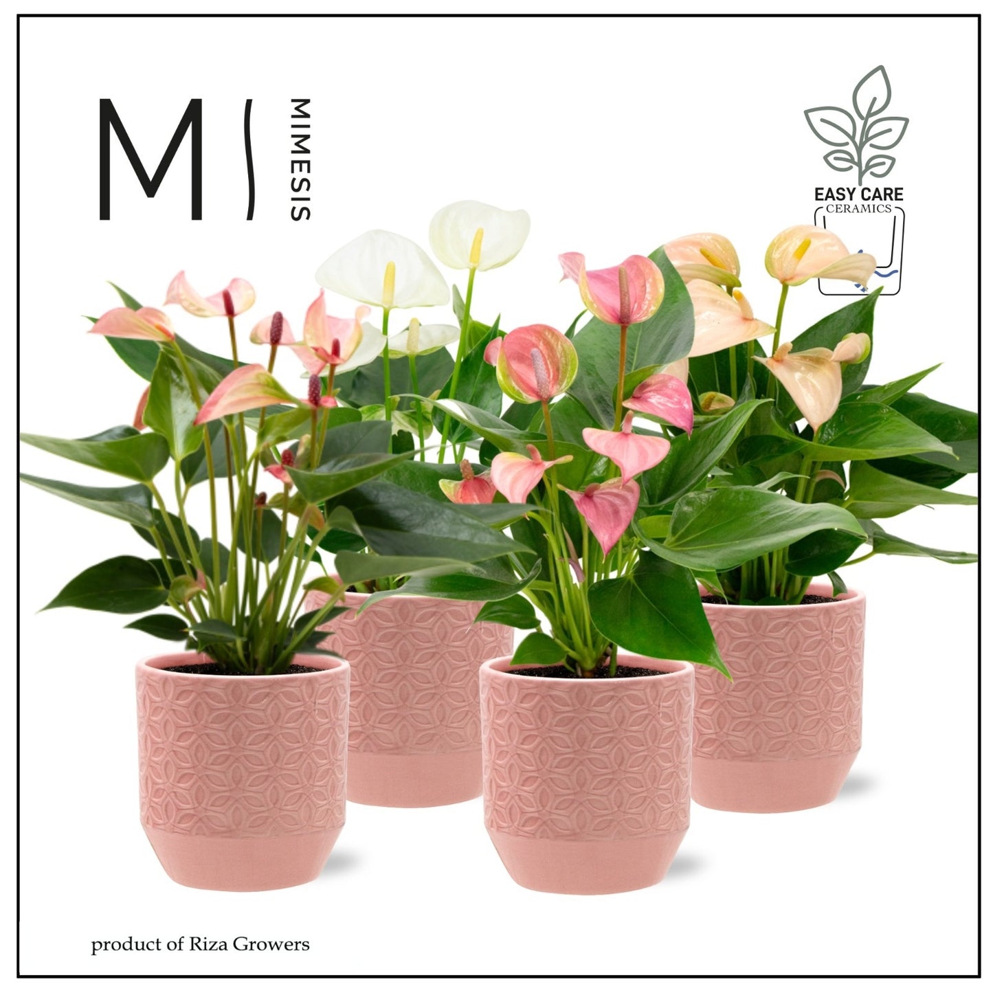 Riza Karma Plants Anthurium mix Pack of 8