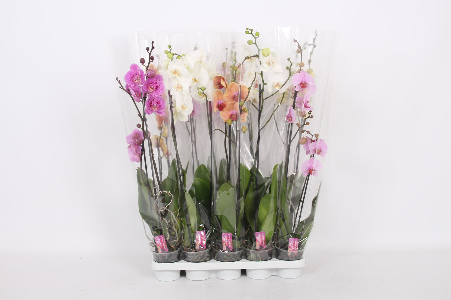 Phalaenopsis mix 80cm 12cm Pot