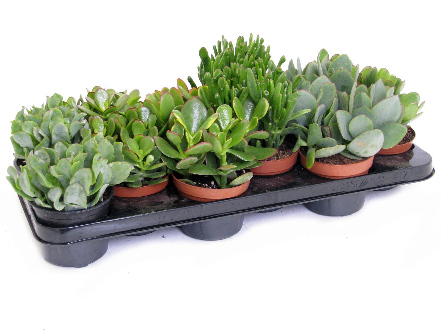Oriental-Edelcactus Crassula hybrid Pack of 9