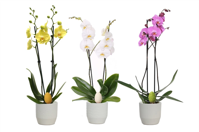 Phalaenopsis mix 55cm 12cm Pot
