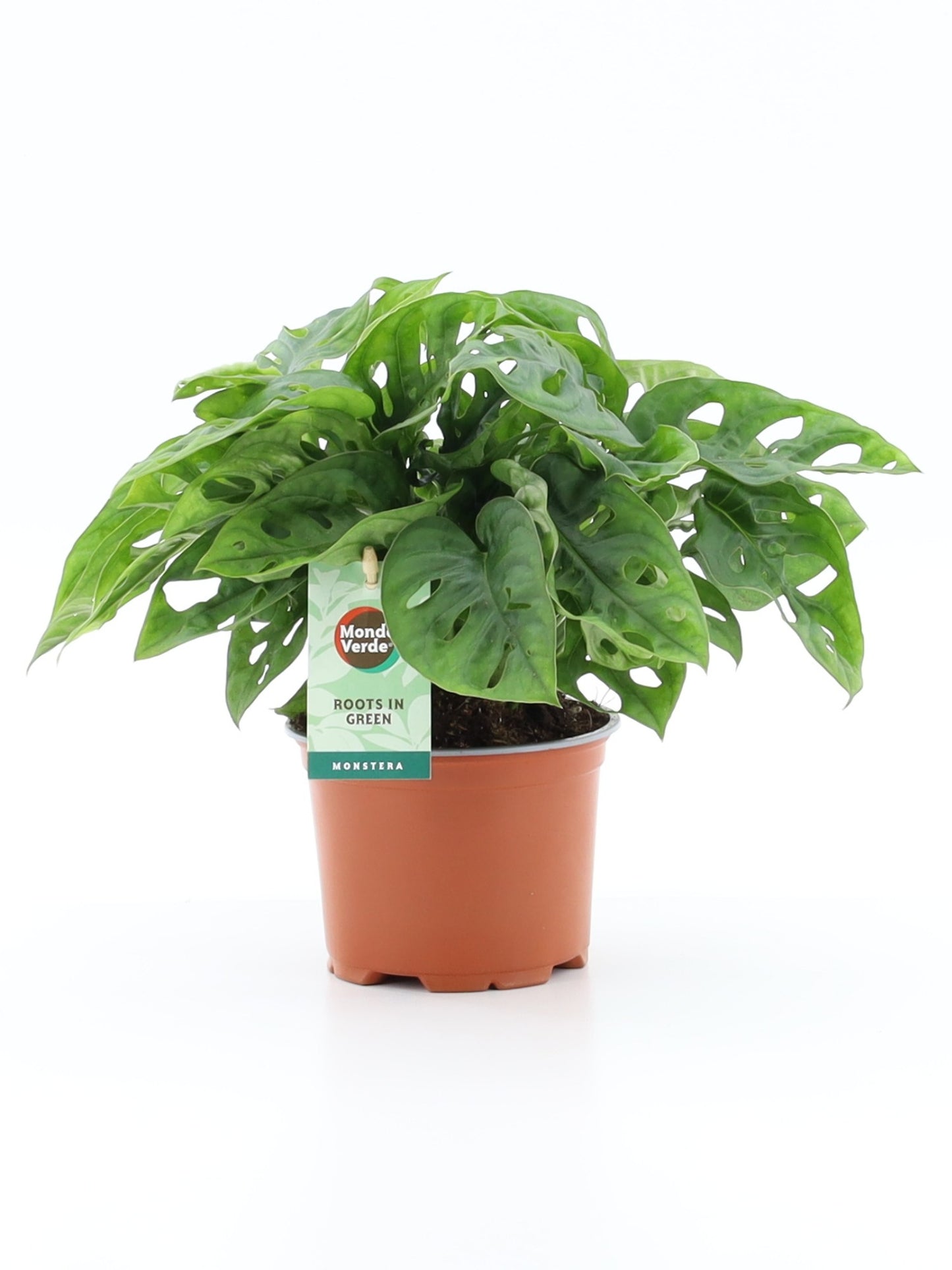 Mondo Verde (Bakker) Monstera adansonii Pack of 10