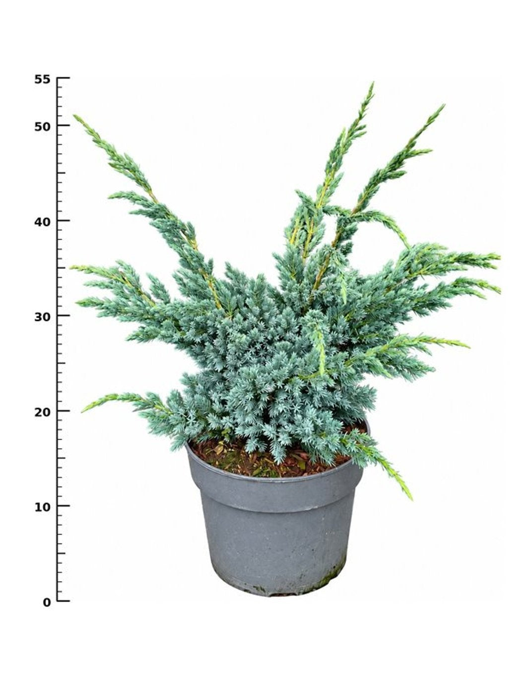 Juniperus Meyeri 50cm 23cm Pot